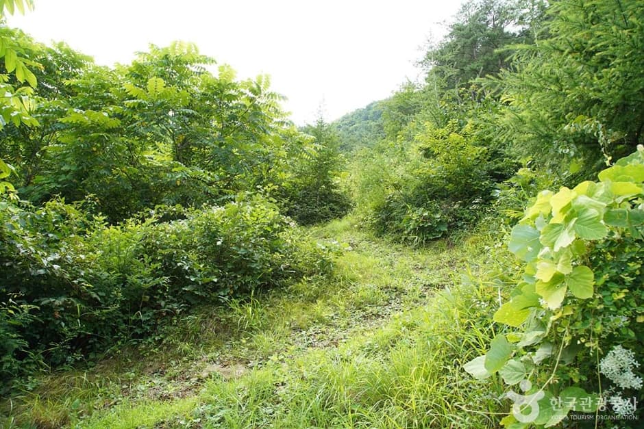 기우산(정선) (15)