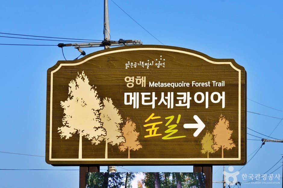 경북_영덕_벌영리 메타세콰이어길 (6)