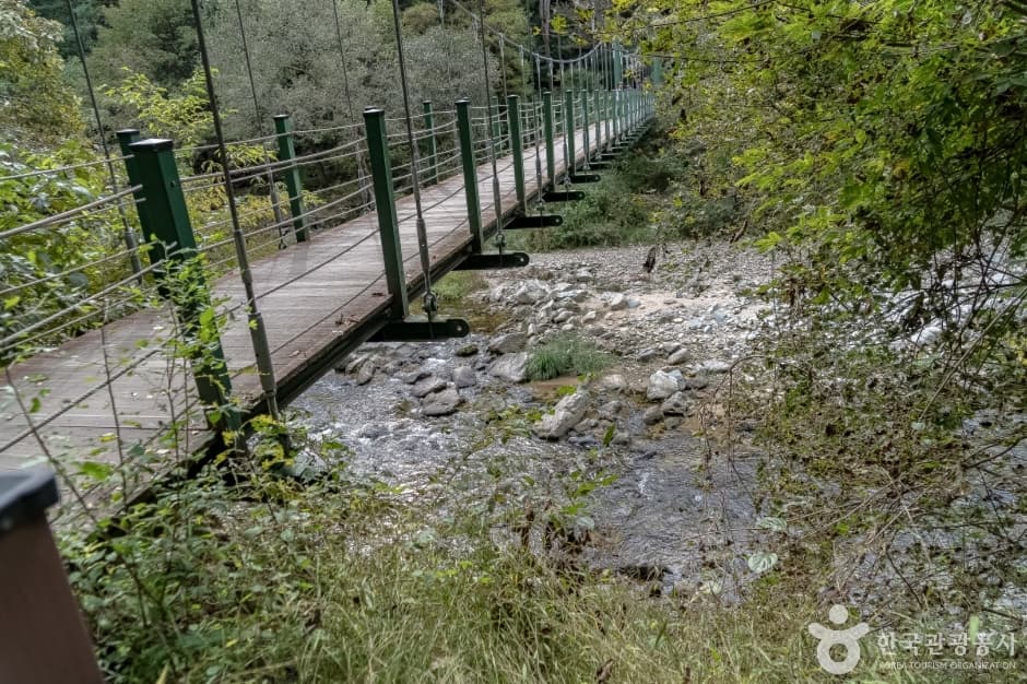 공작산생태숲 (19)_출렁다리