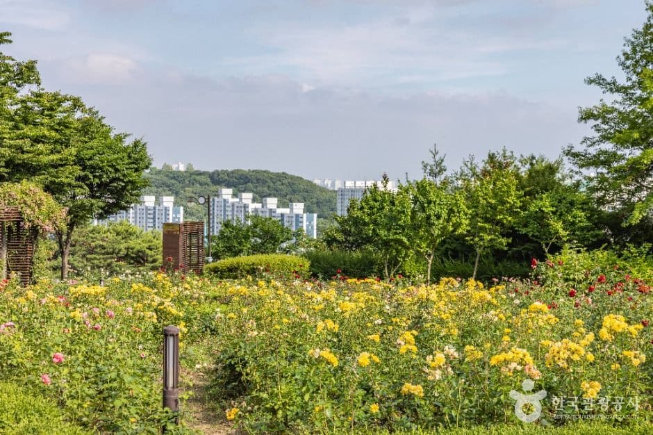 인천_장미공원 (12)