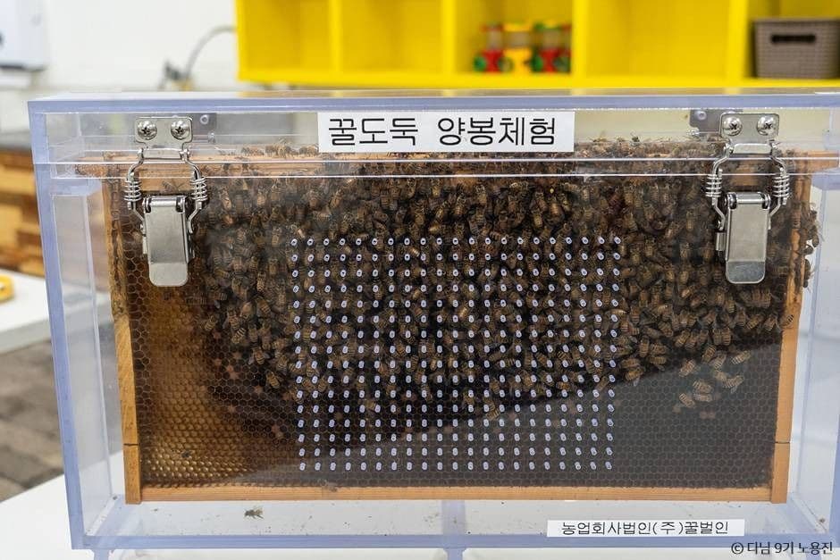 10월 경북 김천 칠곡 가볼만한곳_꿀벌인_1-5