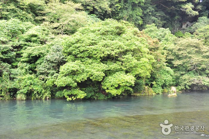 천지연난대림지대