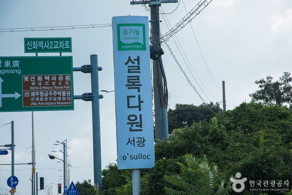 제주_서귀포_제주 서광다원(16)