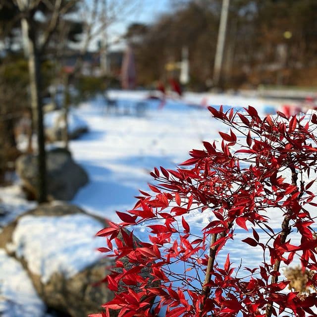 경기도_화성시_안나의정원_설경