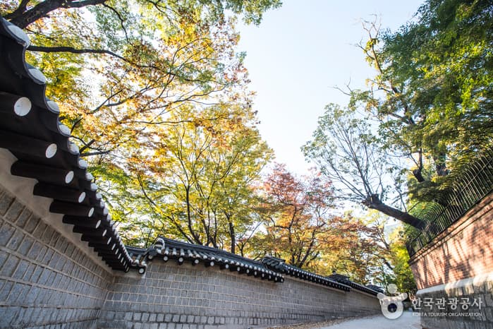 덕수궁 돌담길