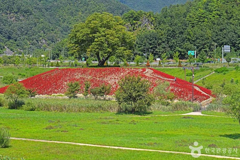 영월_강변저류지 (5)