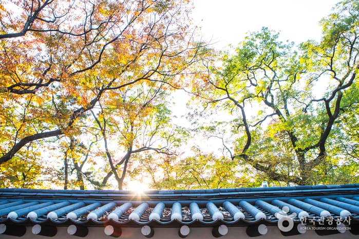 덕수궁 돌담길