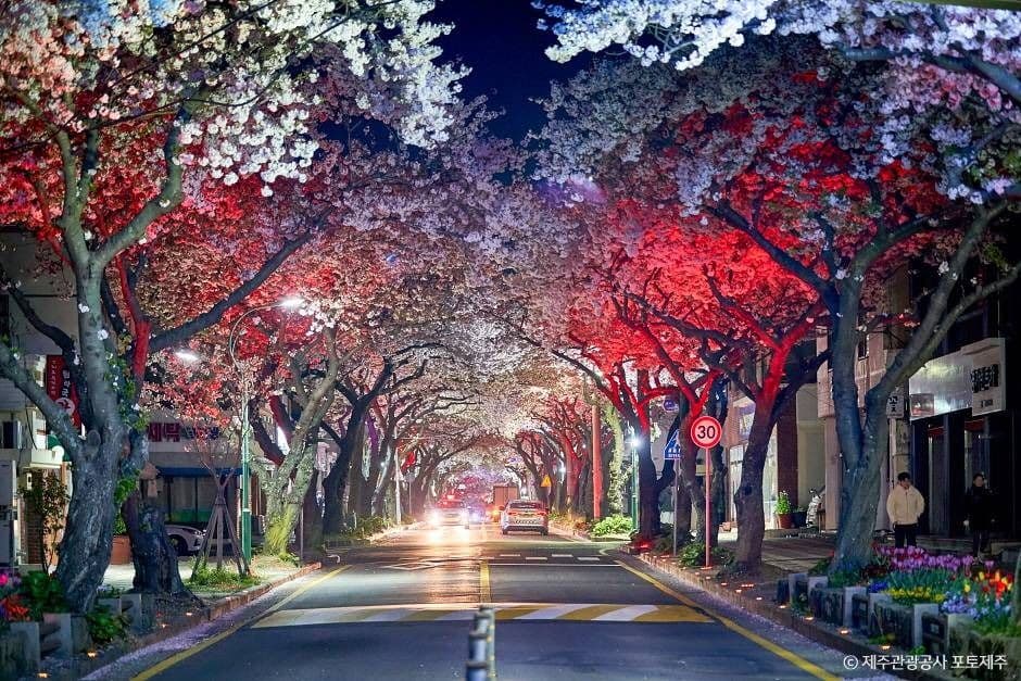 제주_전농로 (2)