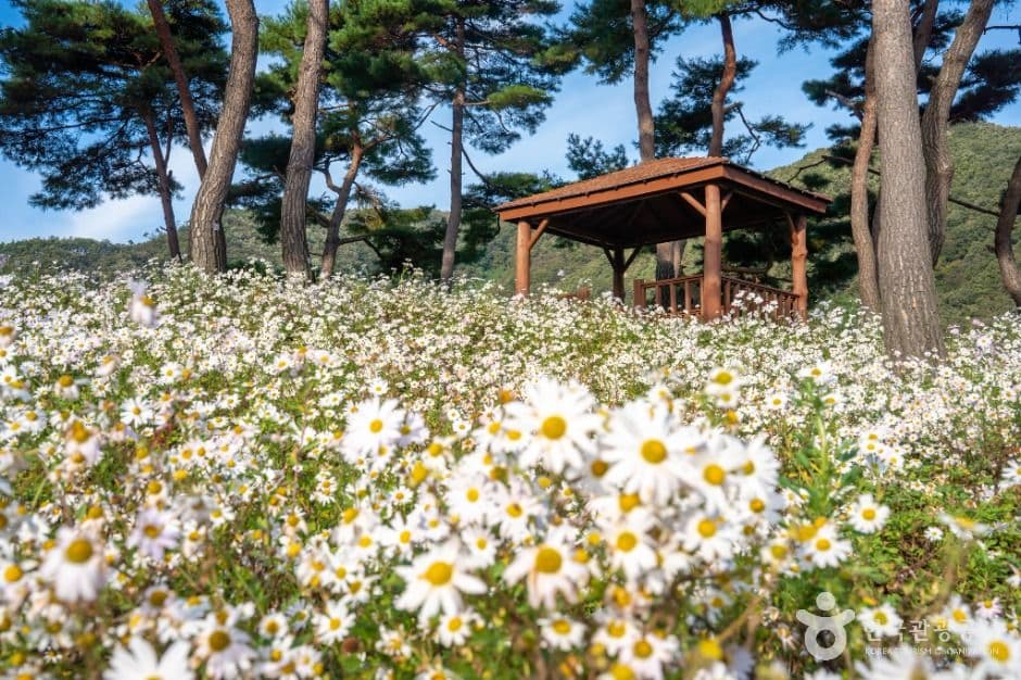 정읍_정읍 구절초 지방정원 (5)