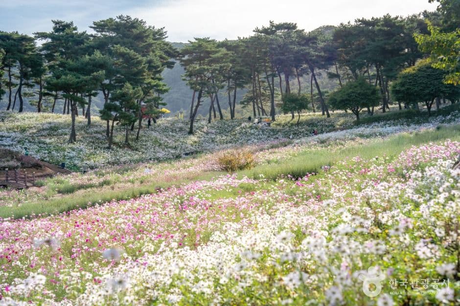 정읍_정읍 구절초 지방정원 (6)