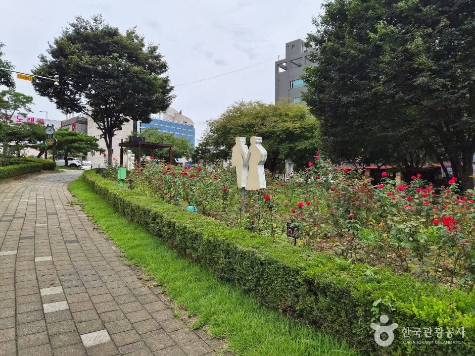 원주_장미공원 (13)
