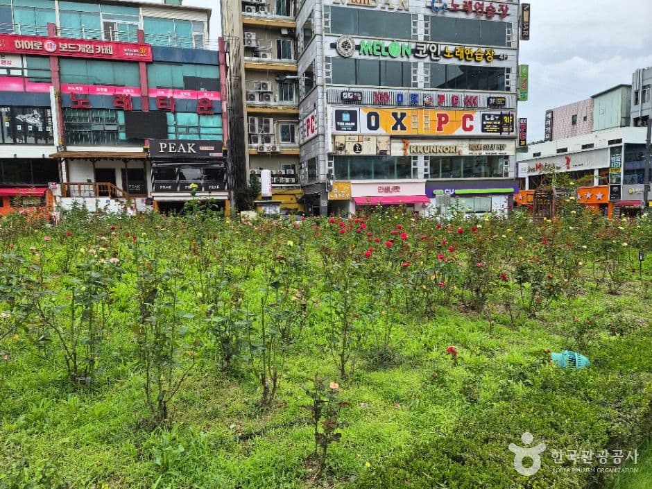 원주_장미공원 (18)