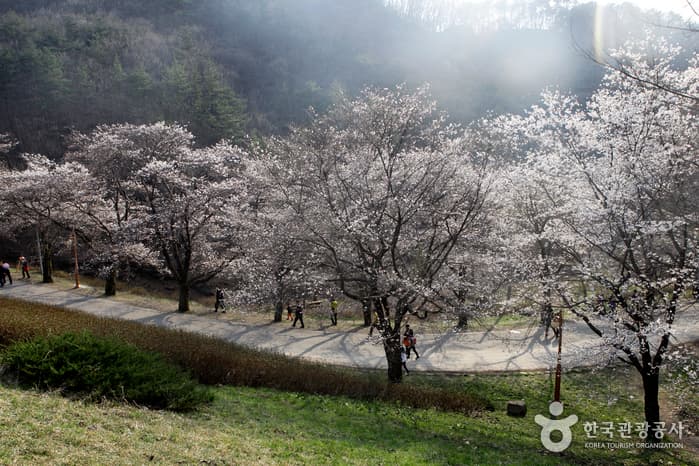 전북_진안_‘벚꽃 엔딩’은 탑사 가는 길목에서, 마이산 벚꽃길01