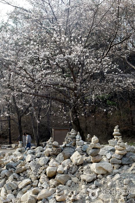 전북_진안_‘벚꽃 엔딩’은 탑사 가는 길목에서, 마이산 벚꽃길13
