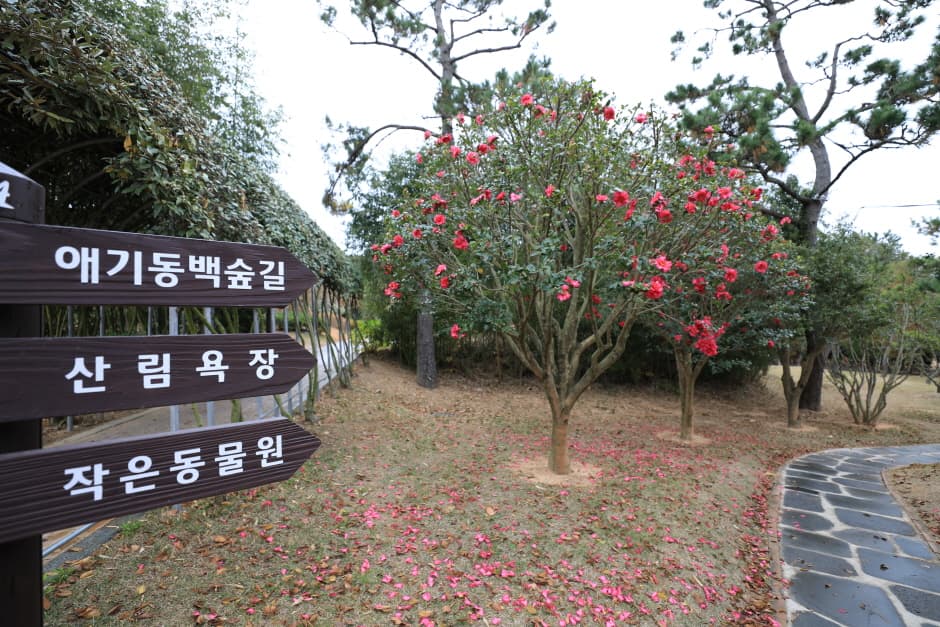 천사섬 분재공원_4